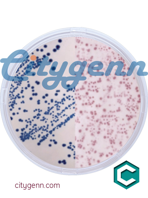 Schwarz Differential Agar